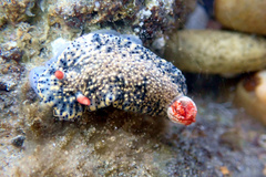 Hypselodoris saintvincentius