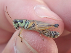 Melanoplus borealis