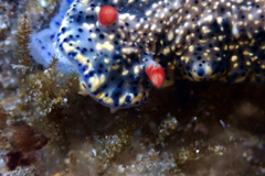 Hypselodoris saintvincentius