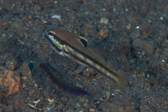 Valenciennea helsdingenii