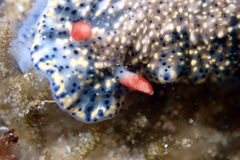 Hypselodoris saintvincentius