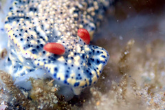 Hypselodoris saintvincentius