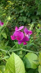 Lathyrus