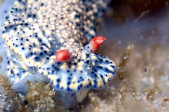 Hypselodoris saintvincentius