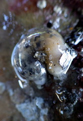 Leptosynapta dolabrifera