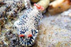 Hypselodoris saintvincentius