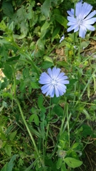 Cichorium intybus