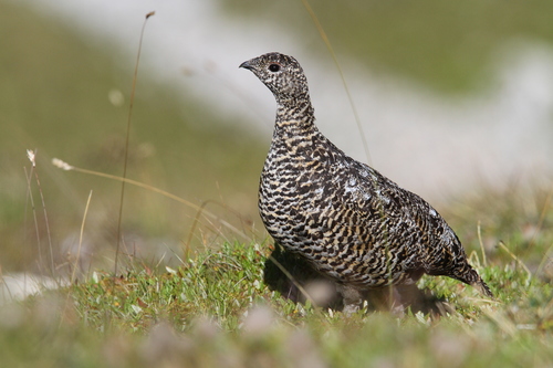 Lagópodo alpino (Lagopus muta)