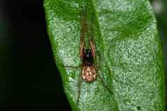 Pachygnatha listeri