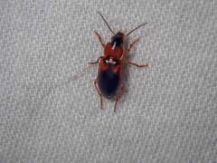 Stenolophus teutonus