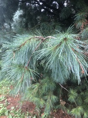 Pinus strobus