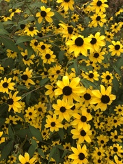 Rudbeckia hirta pulcherrima
