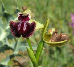 Ophrys sphegodes atrata
