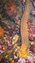 Apostichopus parvimensis