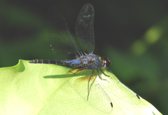 Trithemis festiva