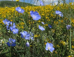 Linum austriacum tommasinii