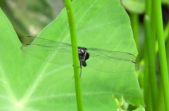 Orthetrum triangulare