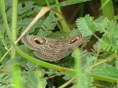 Calliodes pretiosissima