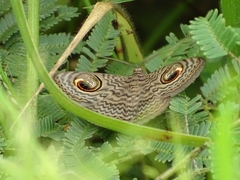Calliodes pretiosissima