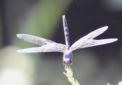Trithemis festiva