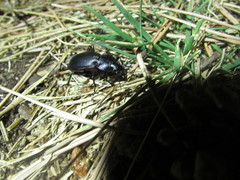 Carabus purpurascens