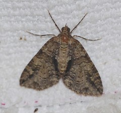 Polyclysta hypogrammata