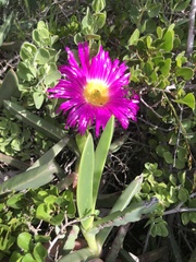 Carpobrotus quadrifidus