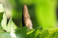 Euploea midamus