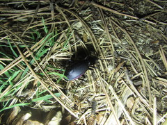 Carabus purpurascens