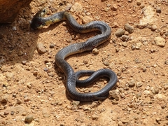 Naja savannula