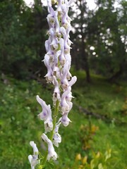 Aconitum orientale