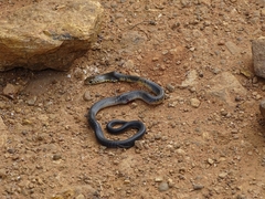 Naja savannula
