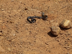 Naja savannula