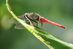 Orthetrum chrysis
