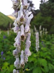Aconitum orientale
