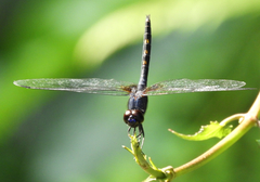 Trithemis festiva
