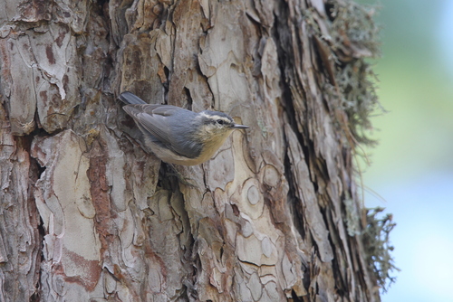 Corsican Nuthatch, 20219 Noceta, Frankreich, photo 7 of 10