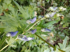 Aconitum nasutum