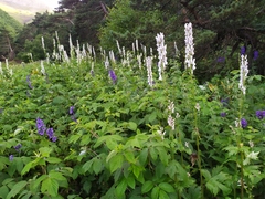 Aconitum orientale