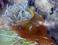 Isanemonia australis