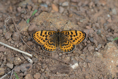 Melitaea yuenty