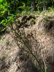 Rumex tuberosus