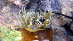 Isanemonia australis