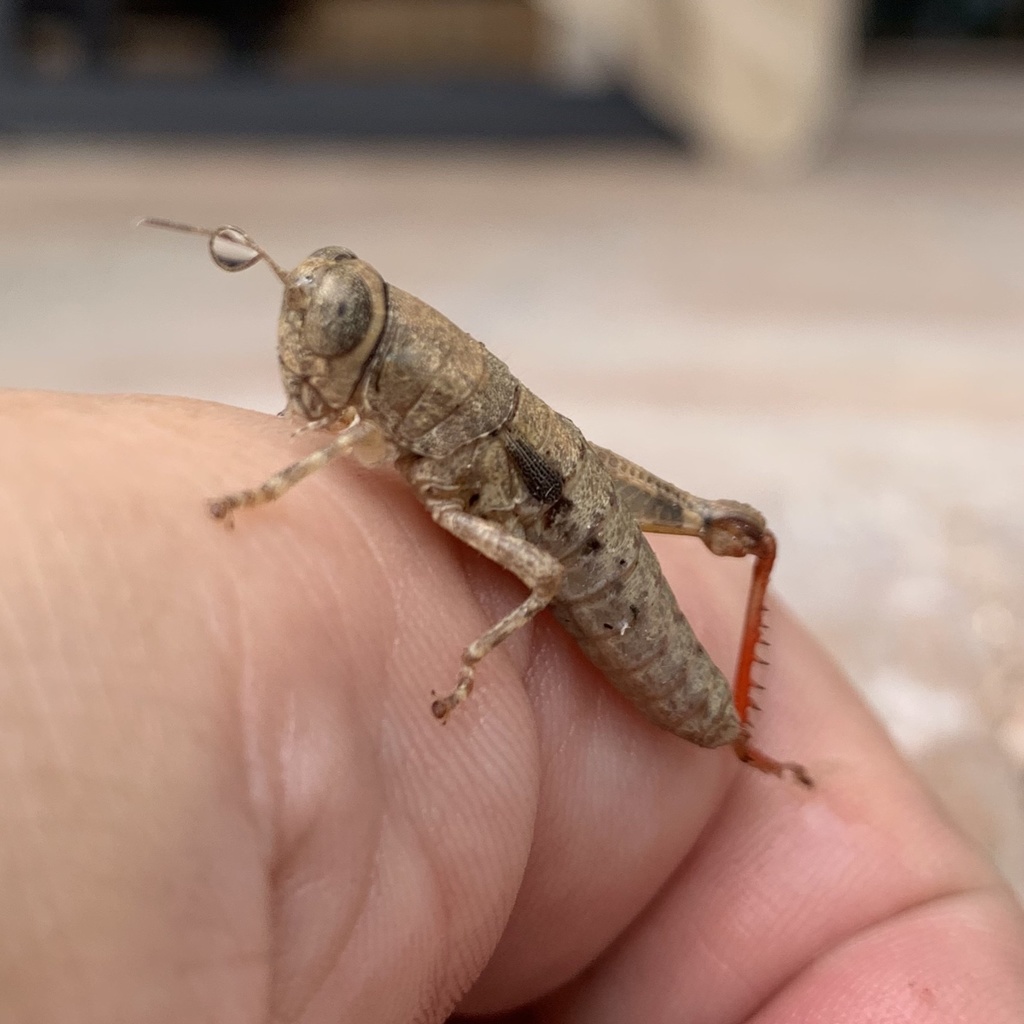 Oedomerus nigropleurus