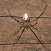 Candy-striped Spider Complex - Photo (c) Daryl Coldren, some rights reserved (CC BY-NC), uploaded by Daryl Coldren