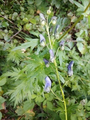 Aconitum nasutum