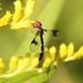 食蚜蠅族 - Photo 由 Danny O'Shea 所上傳的 (c) Danny O'Shea，保留部份權利CC BY-NC