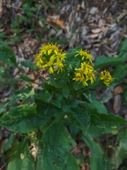Solidago virgaurea taurica