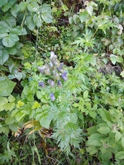 Aconitum nasutum