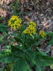 Solidago virgaurea taurica
